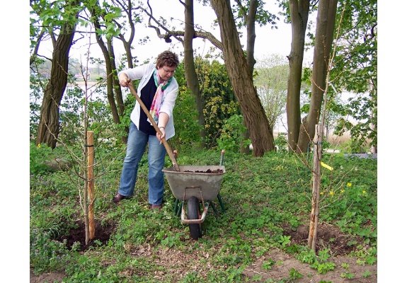 Bürgermeisterin Britta Brusch-Gamm beim Pflanzen von 2 Ginkgobäumen