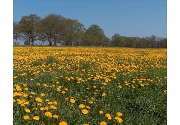 Buttercup meadow near Mirow, district Banzkow